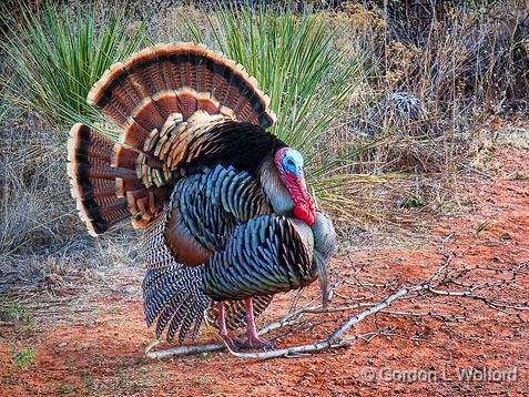 Wild Turkey_33052.jpg - Photographed at Palo Duro Canyon State Park south of Amarillo, Texas, USA.